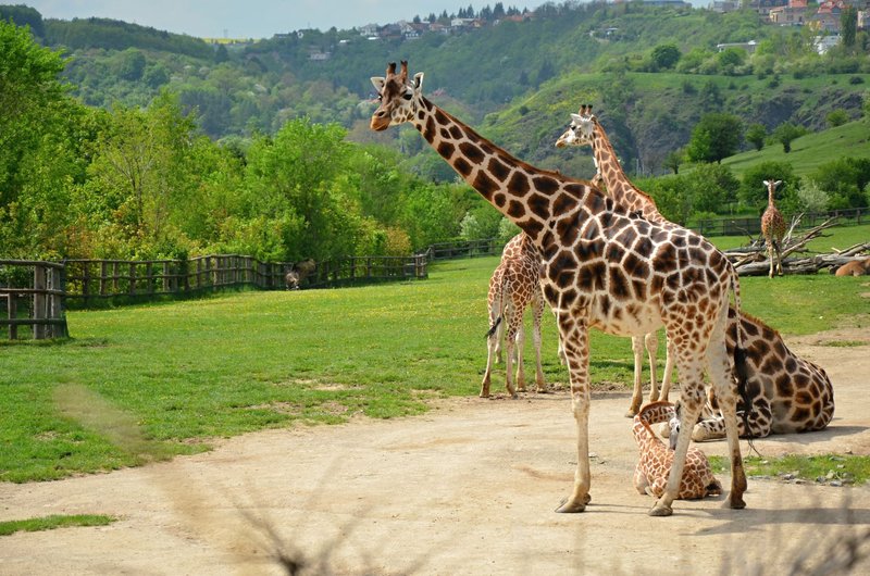 Rodinný ZOO Hit - 2 noci